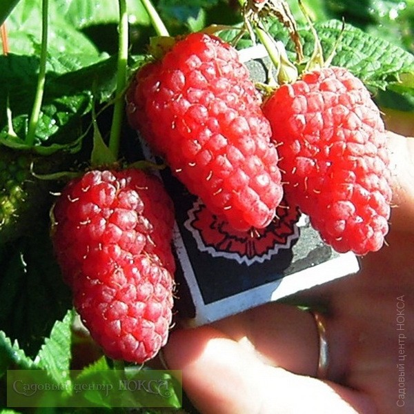 ��� �� �������?! ������� ������, �������, ��������, ������, ���������, �����, ���������, ���������, ��������, ����� � ������ ������! ��������!!