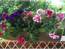 ������� �������, �����, ������ ������. ������������