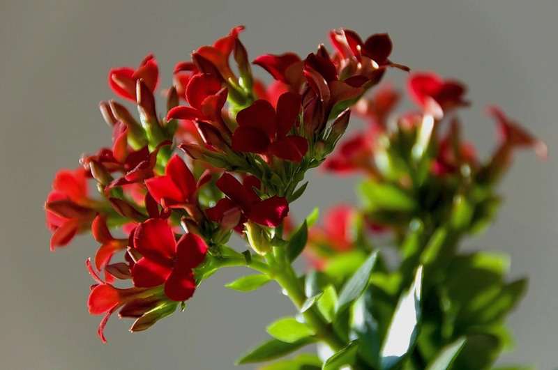 ������ �����. ��������