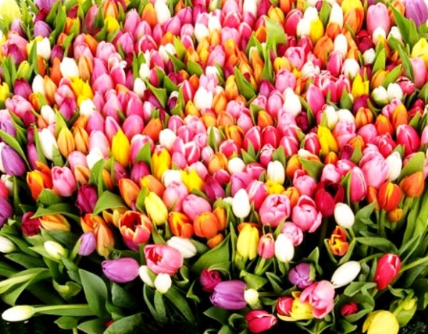 ������� 4�1.BB -49,���.������-1,���.��.�� ������-27,Sk�k�-83.��������