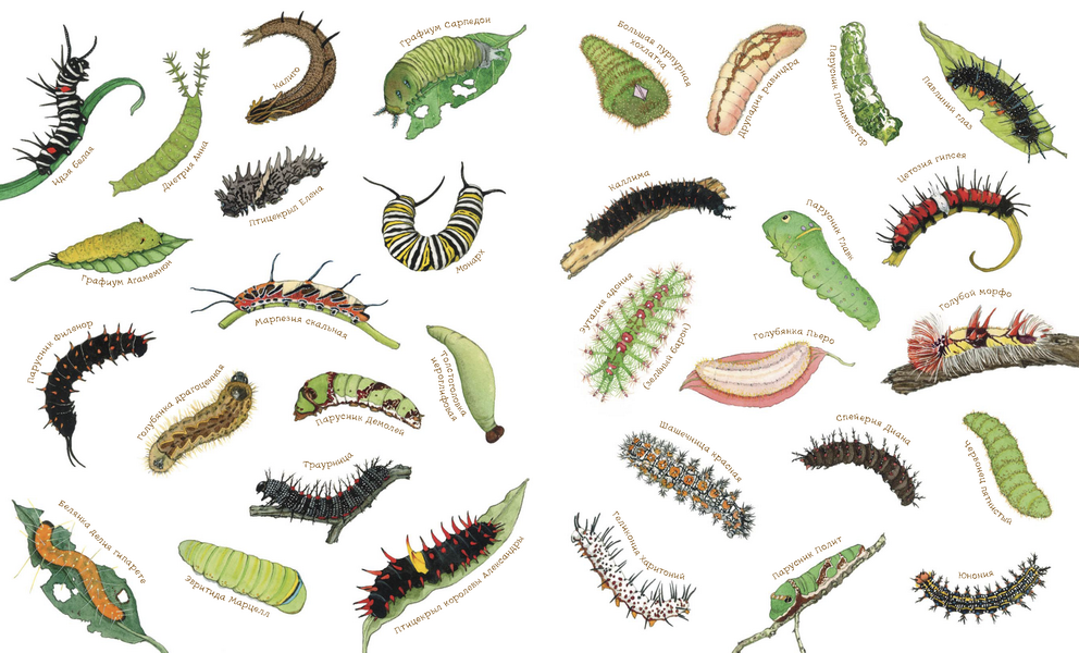 ����� ������� ����-������-������! �������� �������: ����� ��� �������, �������, �������. � ��� �� ������, ������� ��