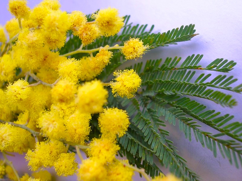 ���� ���, ������������, ���������������, ������������, ��������, ���������, � ���������� �����!