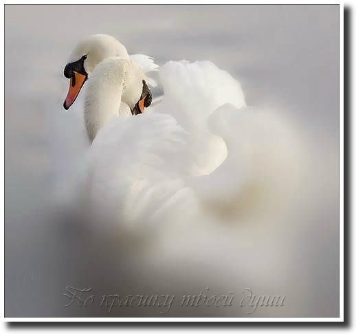 � �������, ��� ������ ���� ������