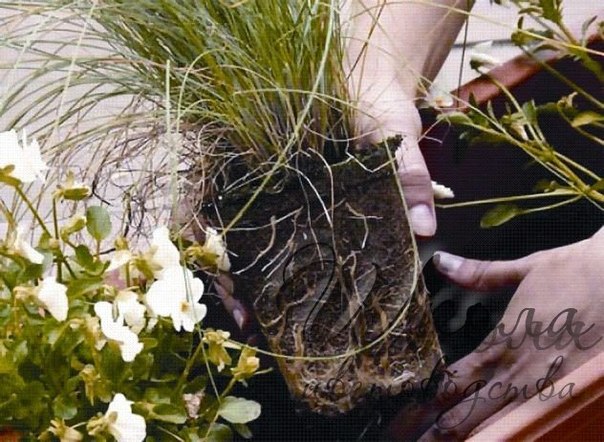 �������� ��� ��������� ��������