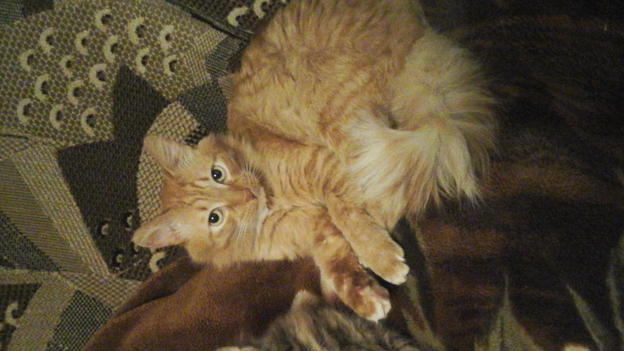 � ������. ��� ����� 2572.