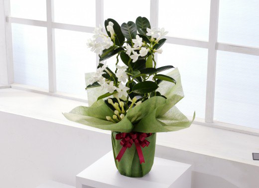 ���������� ����������