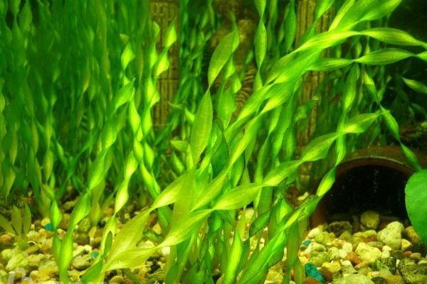 ����������� ���������� (Vallisneria spiralis