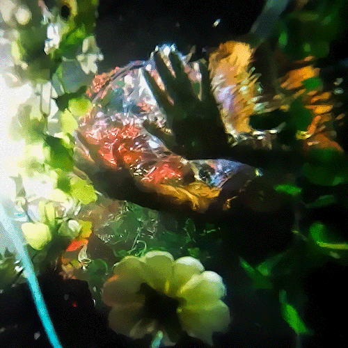 ������ ���� ����� ��� �������� �����... (�) ����������