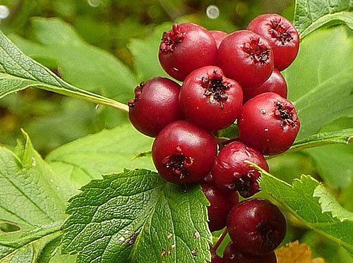 ������� - ������� ������, � ������ ����� �����