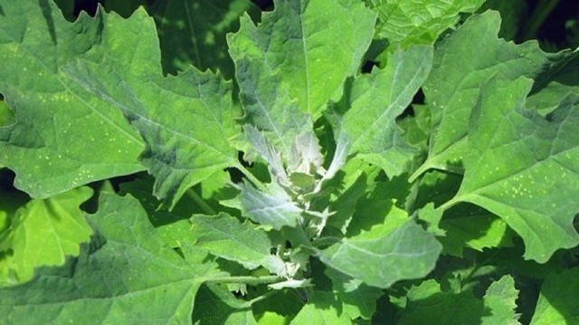 �� �� ����, ���� ���� ������