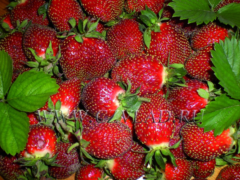 ���� �������. ��� ���� � ���, ��� ��� �� ����� ����������. ������� ���������� ���������!!! ������������ ��������