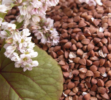 ����������� ������ ����. ������