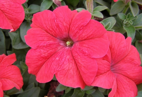 ������� ������