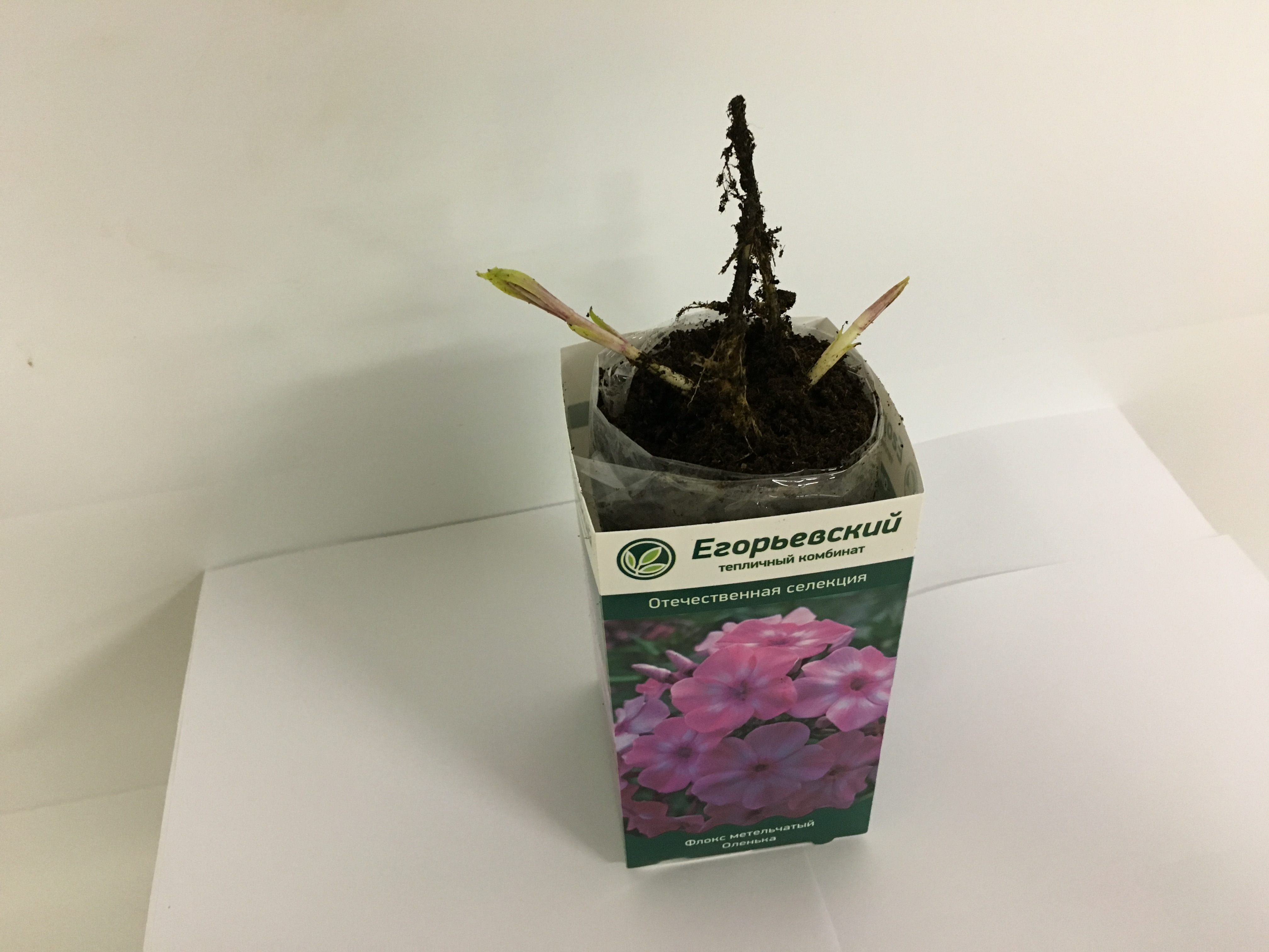 ���� �������. ������ �� ������������ ���������� ���������. �������� �� �����. ���. ���� �����-�������