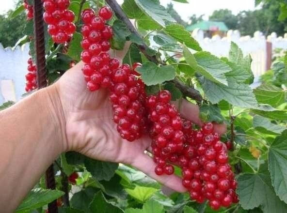 � ������ ��� ������ ������ ������ � ���������!