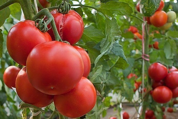 �������� ����� �� ��������