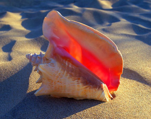 ������ ��������� �������� ����� ������ �����