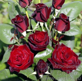 ���� �������. ��������! ������� ���, ����������, ����, ���-�����, �������� ���������. ��������� �����. ����� 3