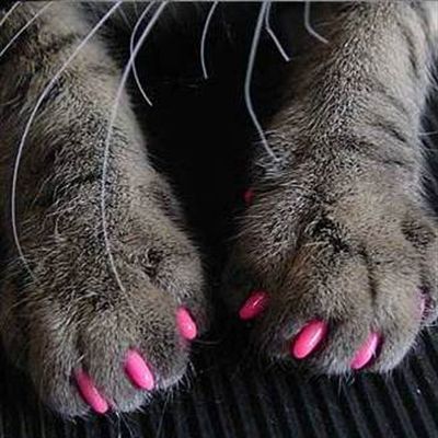���� �������. ����������� - 5. ������ �������� �������� �� ����� �����. ��� �������. ��� � �������. ���-����.