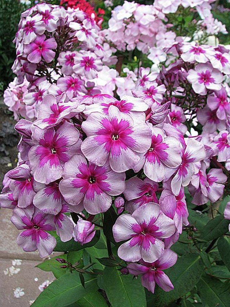 ������ �� ������������� ����������. ��������� ����-�����2016�