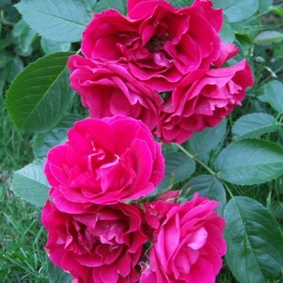 ���� ������� - ���o��r�� �o�ck - �������� ������� � ����������. ���-����� - ��������� - ����� - �����, ���������� � ������ ���� ������� -19