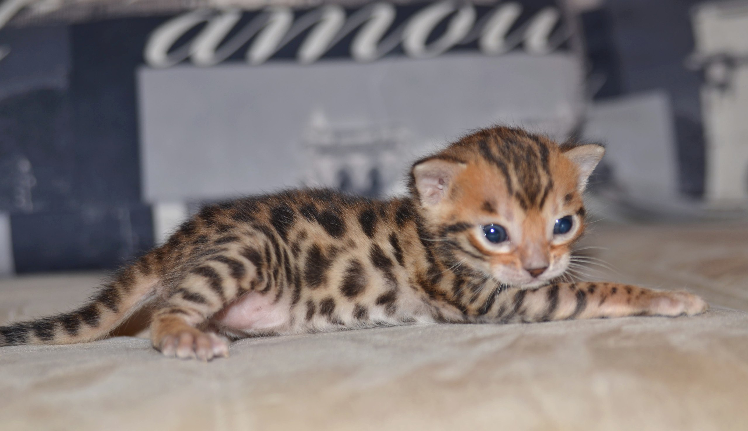 ���������� ��� ��������������