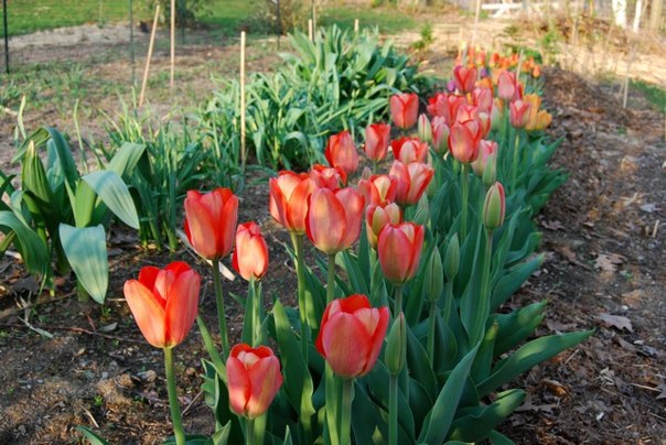 ������� ����������� ���������