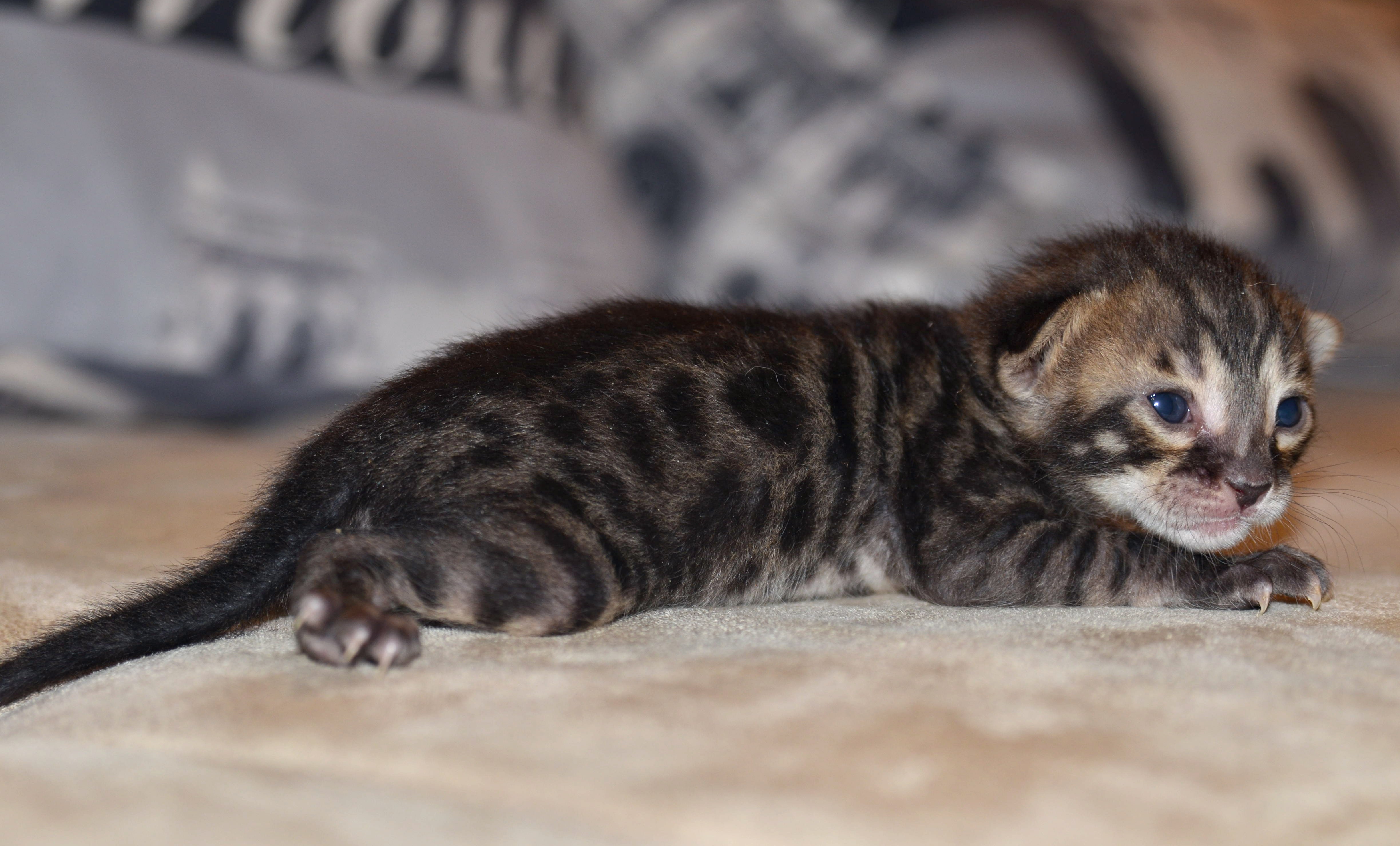 ����������� ������