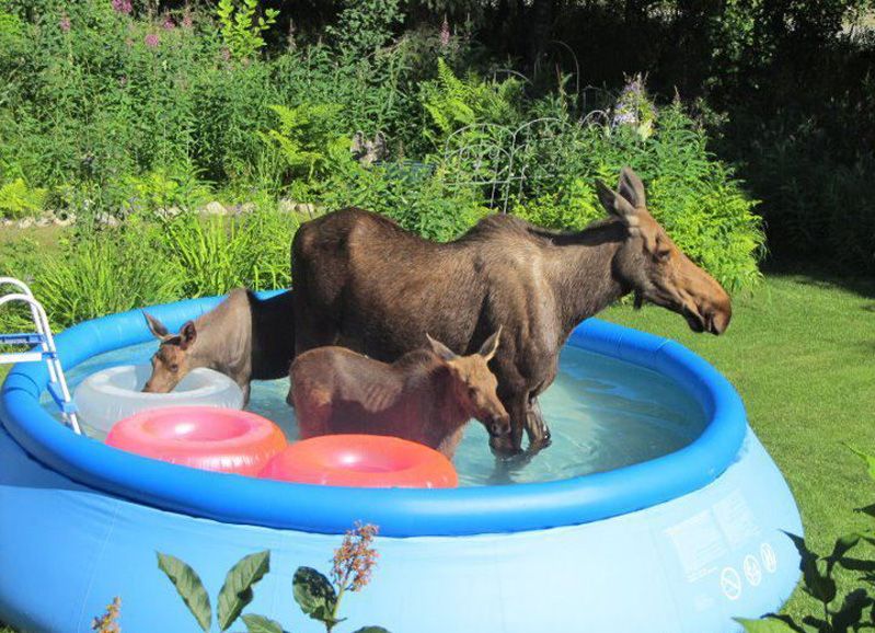 ���� �������. ���� ����� ������! ���� Intex � Bestway. �������� �������� � ���������. ������� �����. �������. �����. ����������� ��.