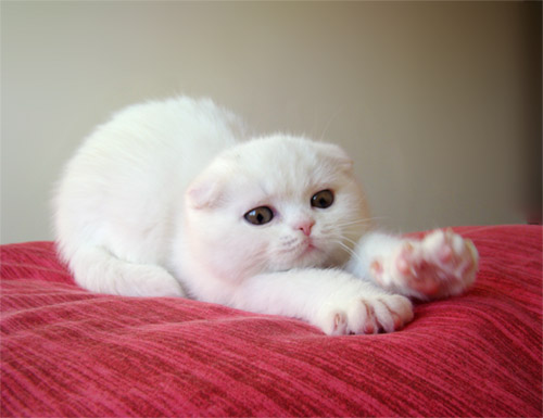 �������. ������ ��� ����. ����� ���