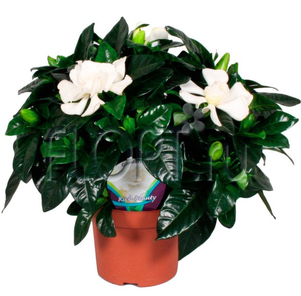 ����! ��������� �������� � ��� ��� ���! ������, ���������, ������������ ������, ����������. � ��� �� ������� ������, ������, �����, ��������� �����.