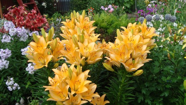 ������ �������� �����