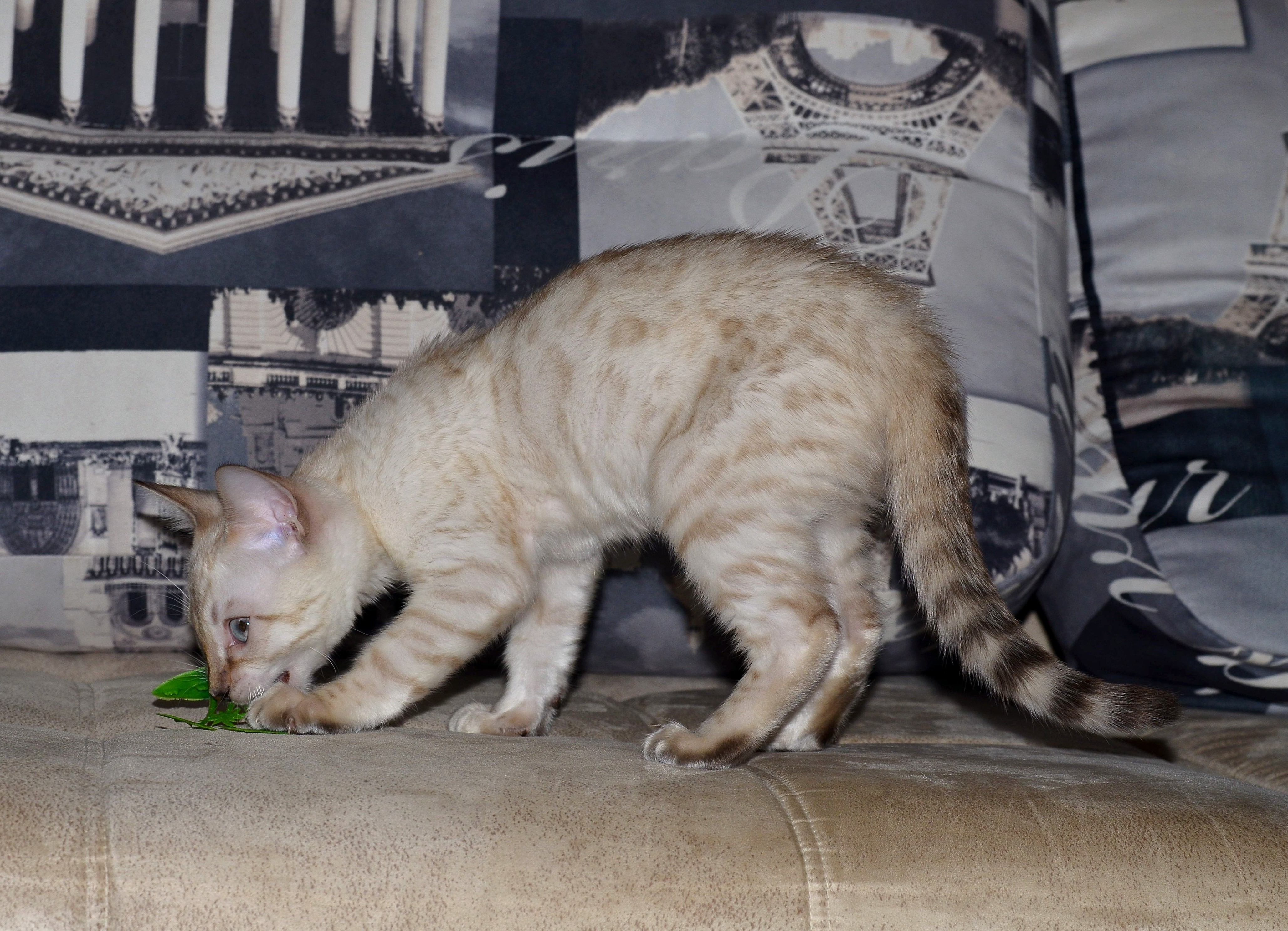 ������� ����������