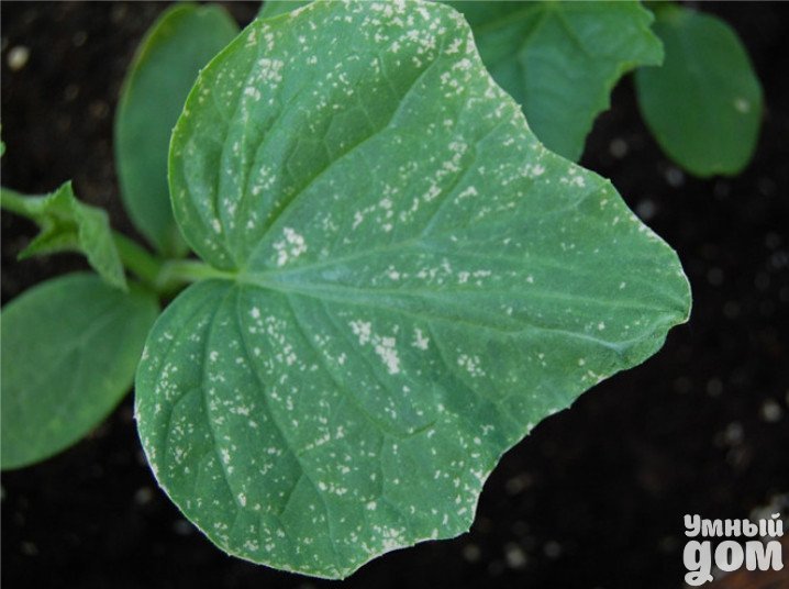 ��������� ������ � ��������� ������ �� �������