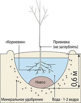 ��� ��������� �������� ������� ������