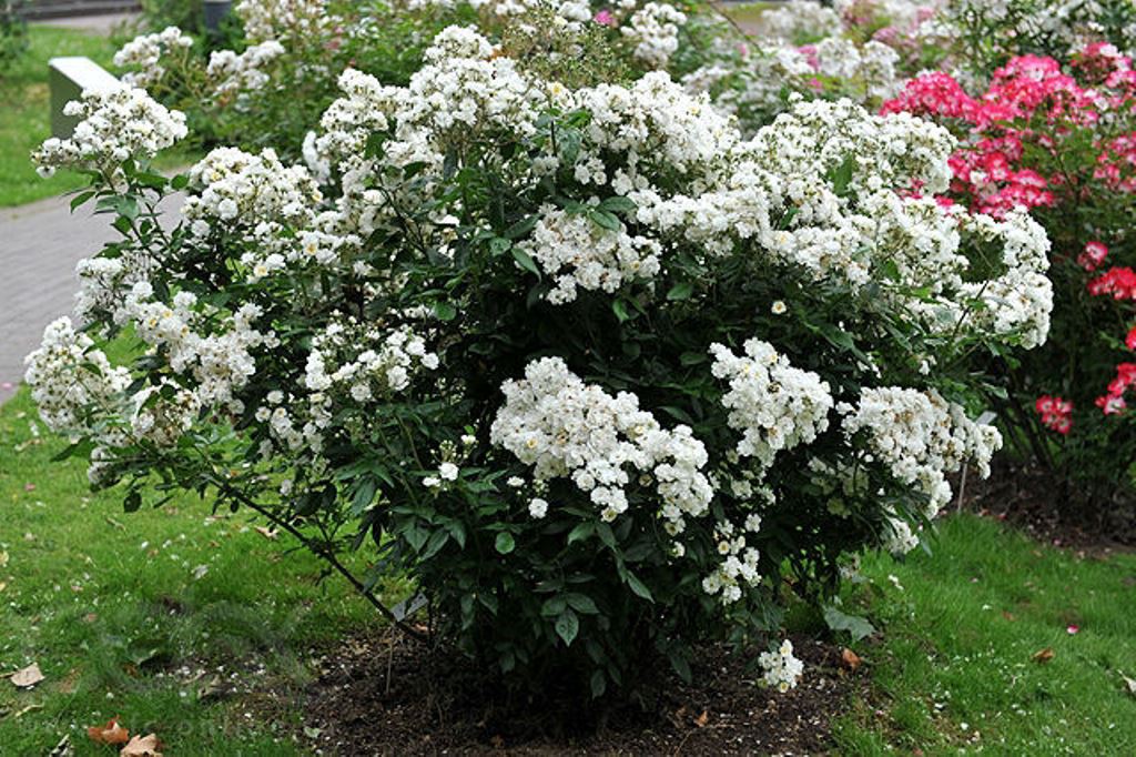 ������� ��� �� �������� ��������� ������������� �������.��������� ����� �� ��������� �����. ��������� �� ����� 2017�