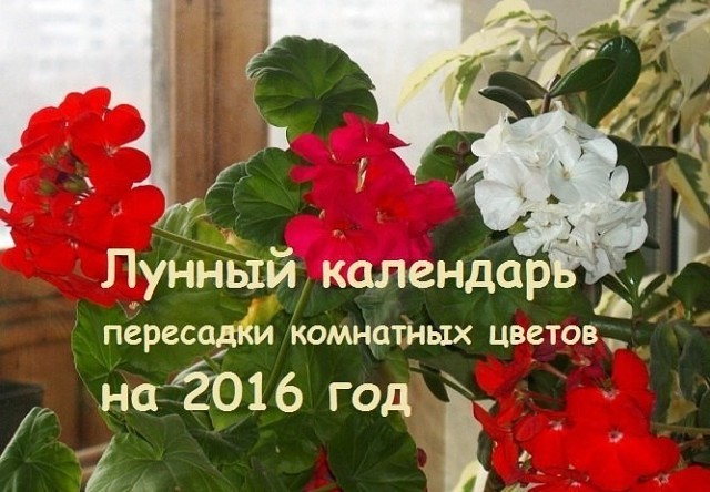 ��������� ��������� ��������� �������� �� 2016 ���