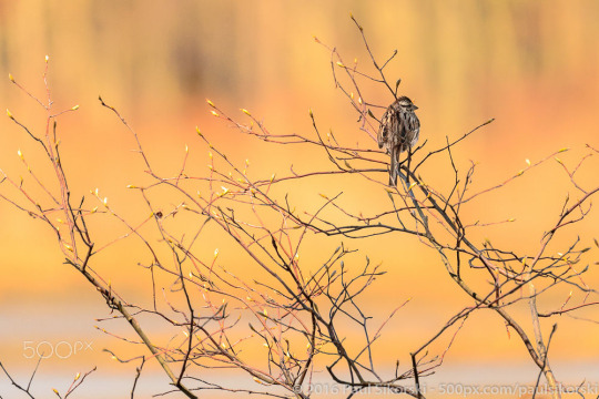 �������� �������� � ���� �� ����� �ӣ �����, ��� ����������� ��� ������