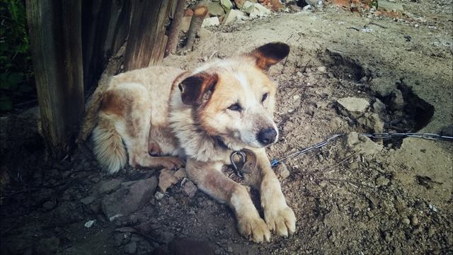 Old dog (15 years old)