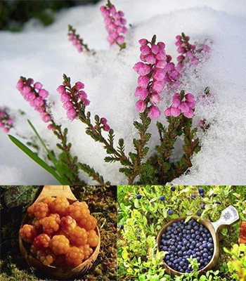 ���������� LUMENE!! ���������� ������� � ���������� ���������