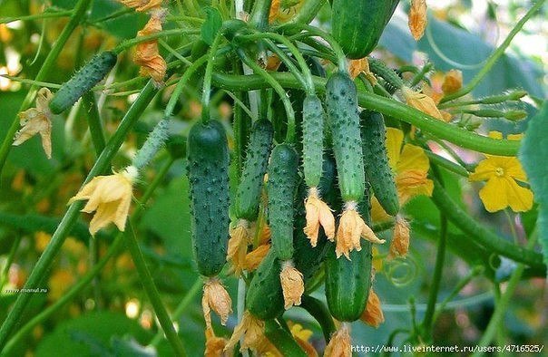 ������ �� ����� �����. ������� � �������