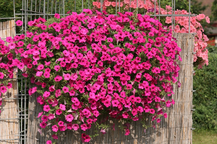 ���� �������. ������! �������! ������ ��������! ��� ����.