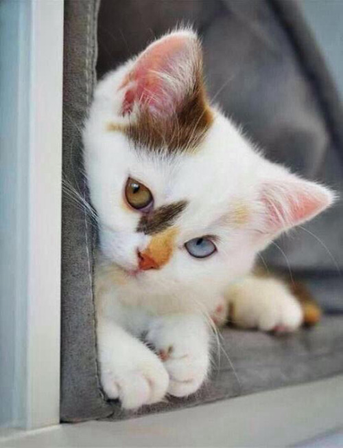 ����������...