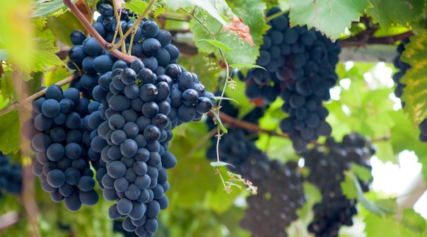 ���� ���� �������, � ��������� ����