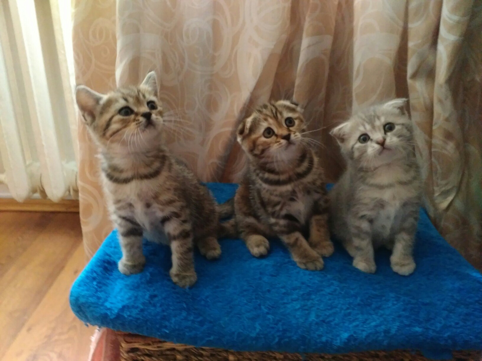 ����������� ������� ���� ����� ���!