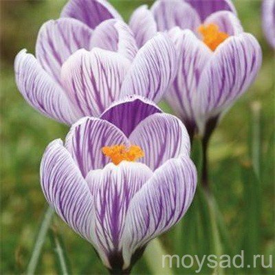 ��� ������. ����� 2016. ��������-����. �����������: �������, �������, ��������, ��������, ��������. ����� �������.