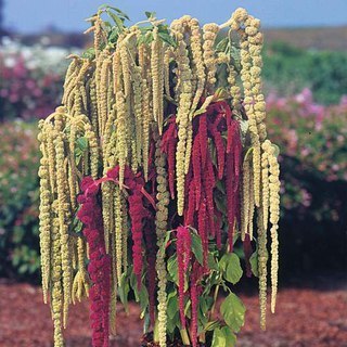 ����������� ����