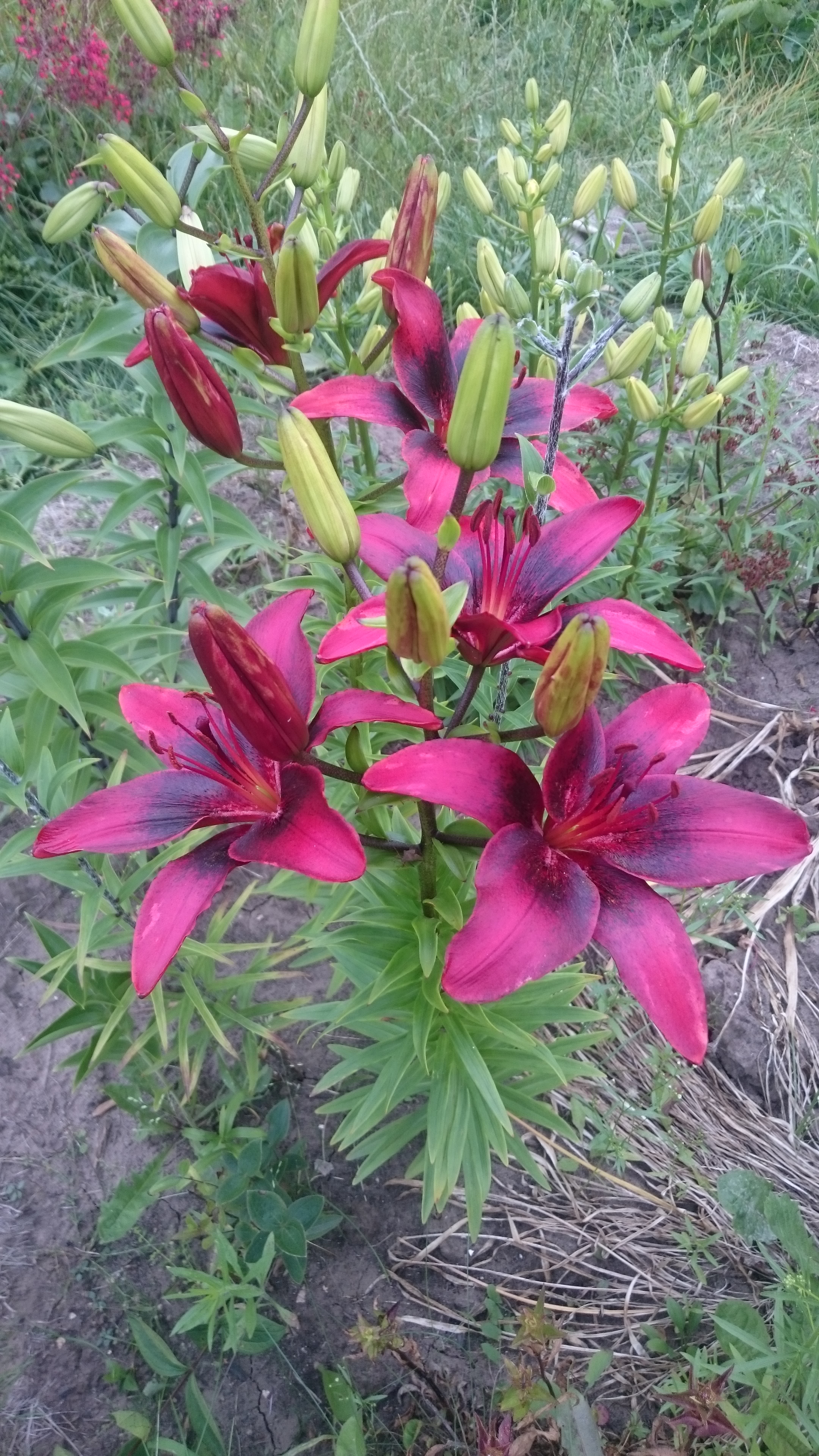 �����, �������� � ����� ���� ������ ����� �� ����� ������) (���������� ��� �����)