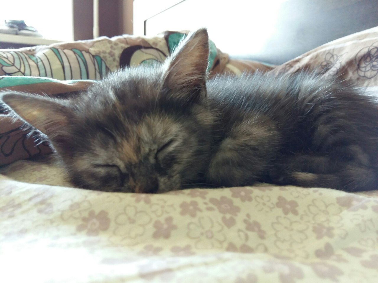 ���������� ������� ���� ���