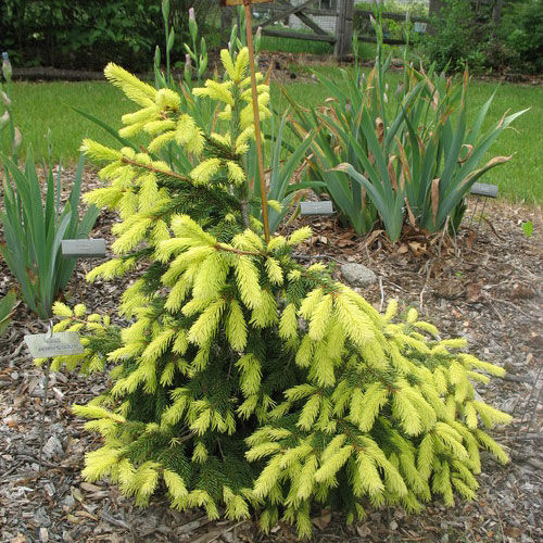 ��������� ����� 2016. ������� ������� � �����������-���������� (� ��� ����� ���������, ������ ) �� ����������� ����������.